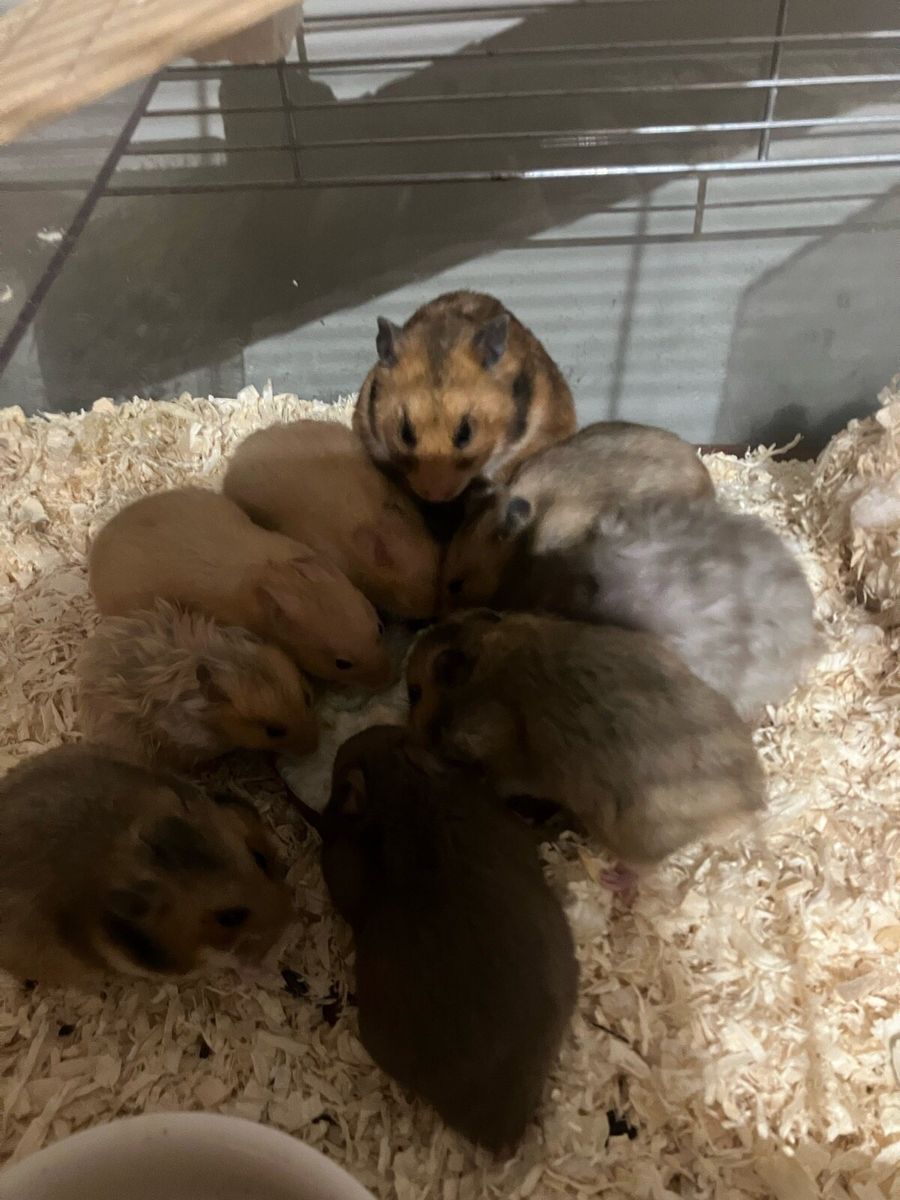 Syrian hamsters best sale for sale