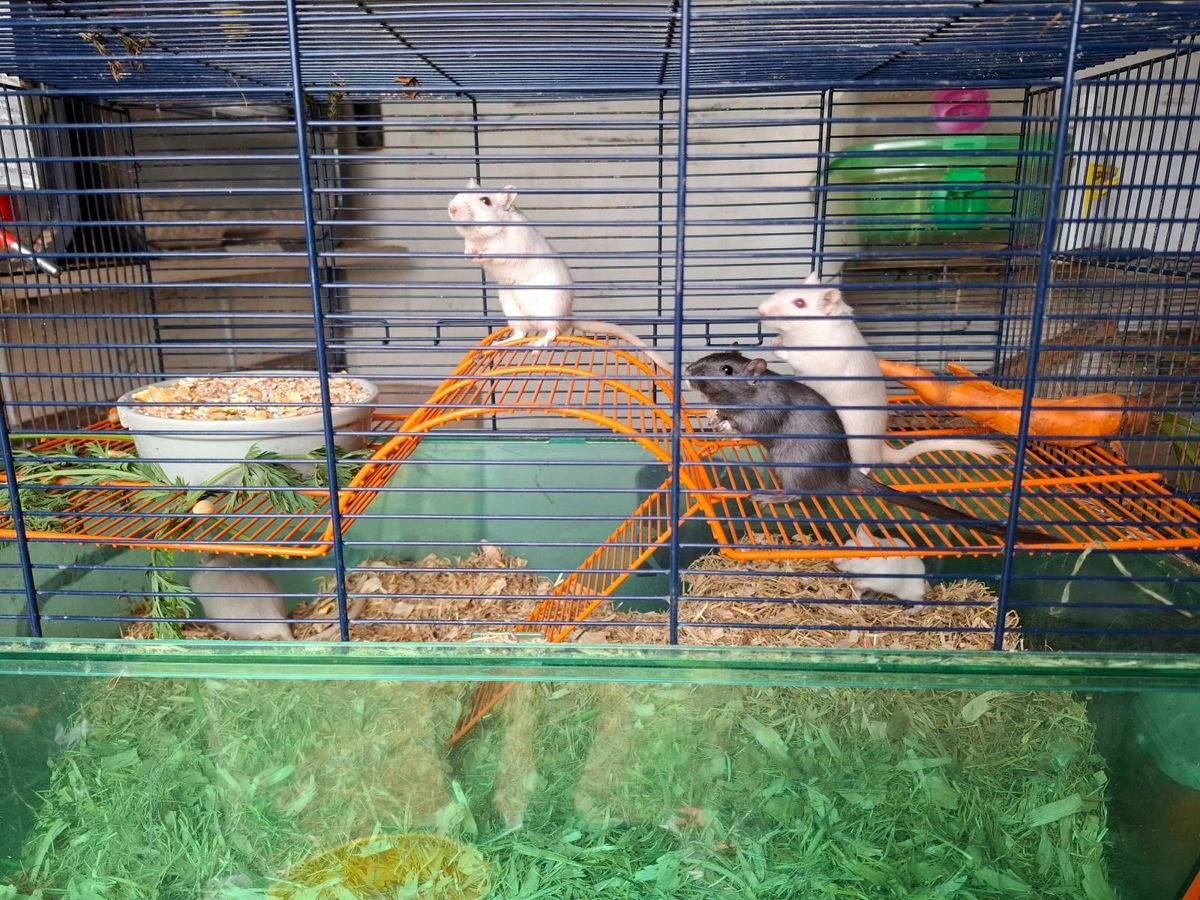 BIG CAGE 5 gerbils in Kerry or Cork for sale in Co. Cork for 129 on DoneDeal