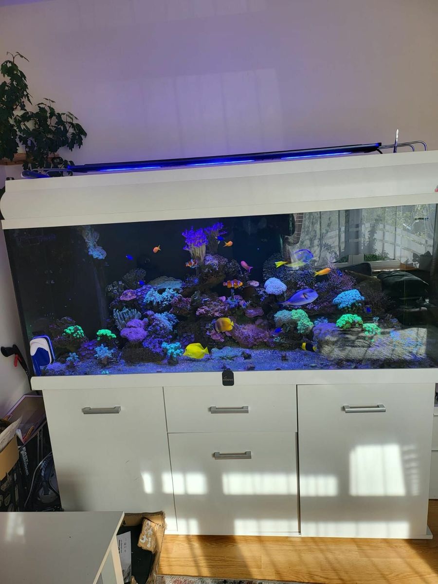 Marine Fish Tank for sale in Co. Roscommon for 4 000 on DoneDeal