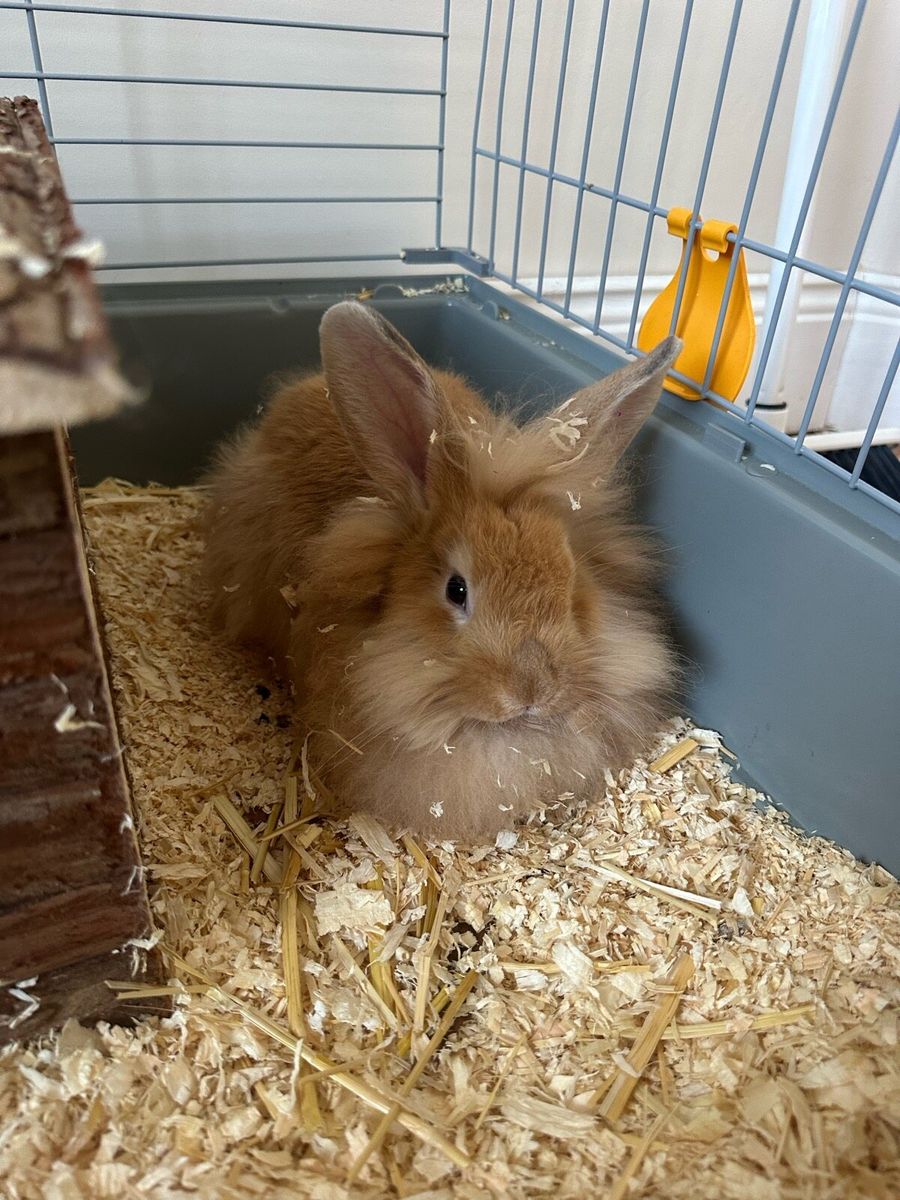 Lionhead rabbit cage best sale