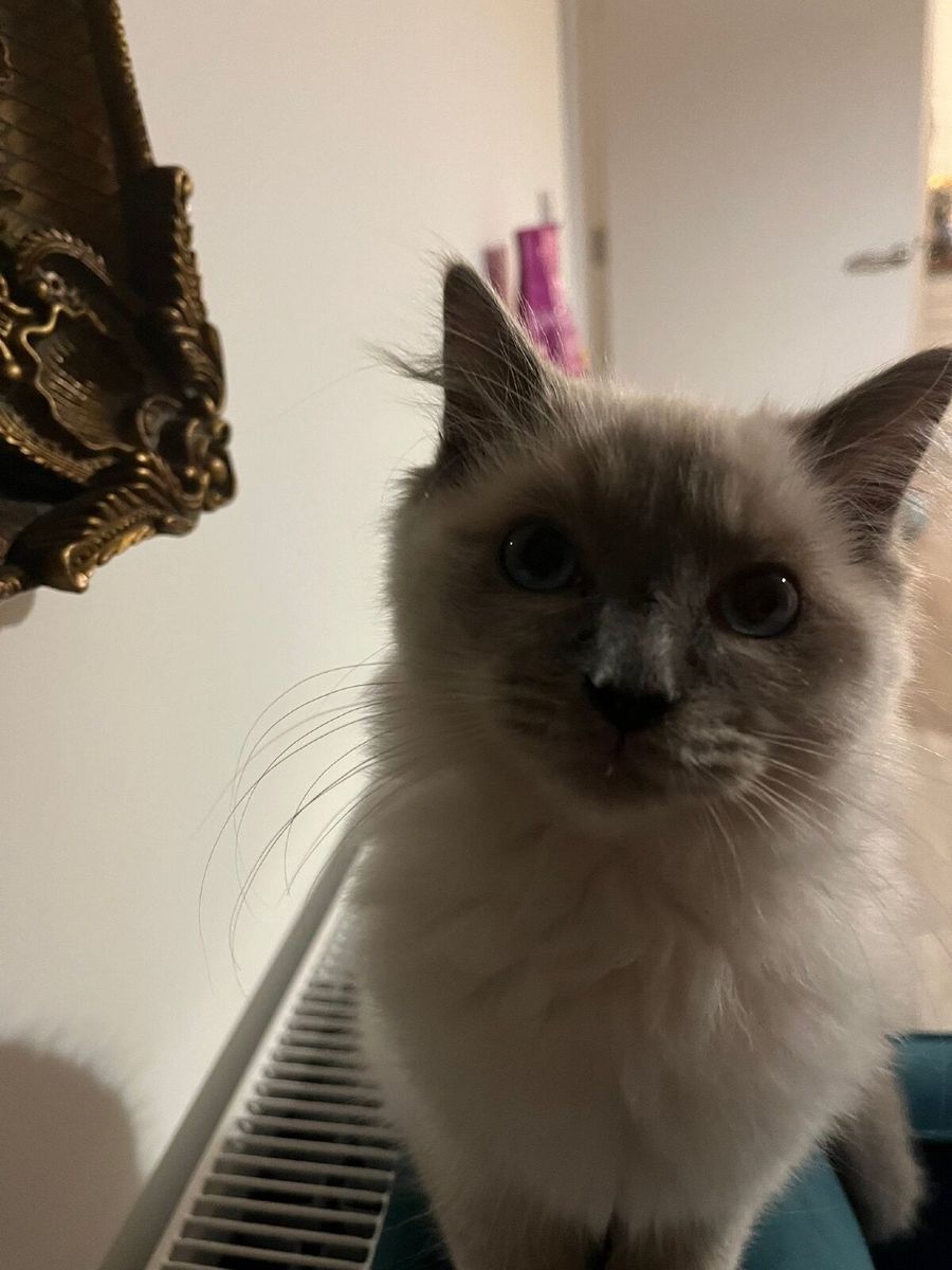 Ragdoll Kittens for sale in Cork for €600 on DoneDeal