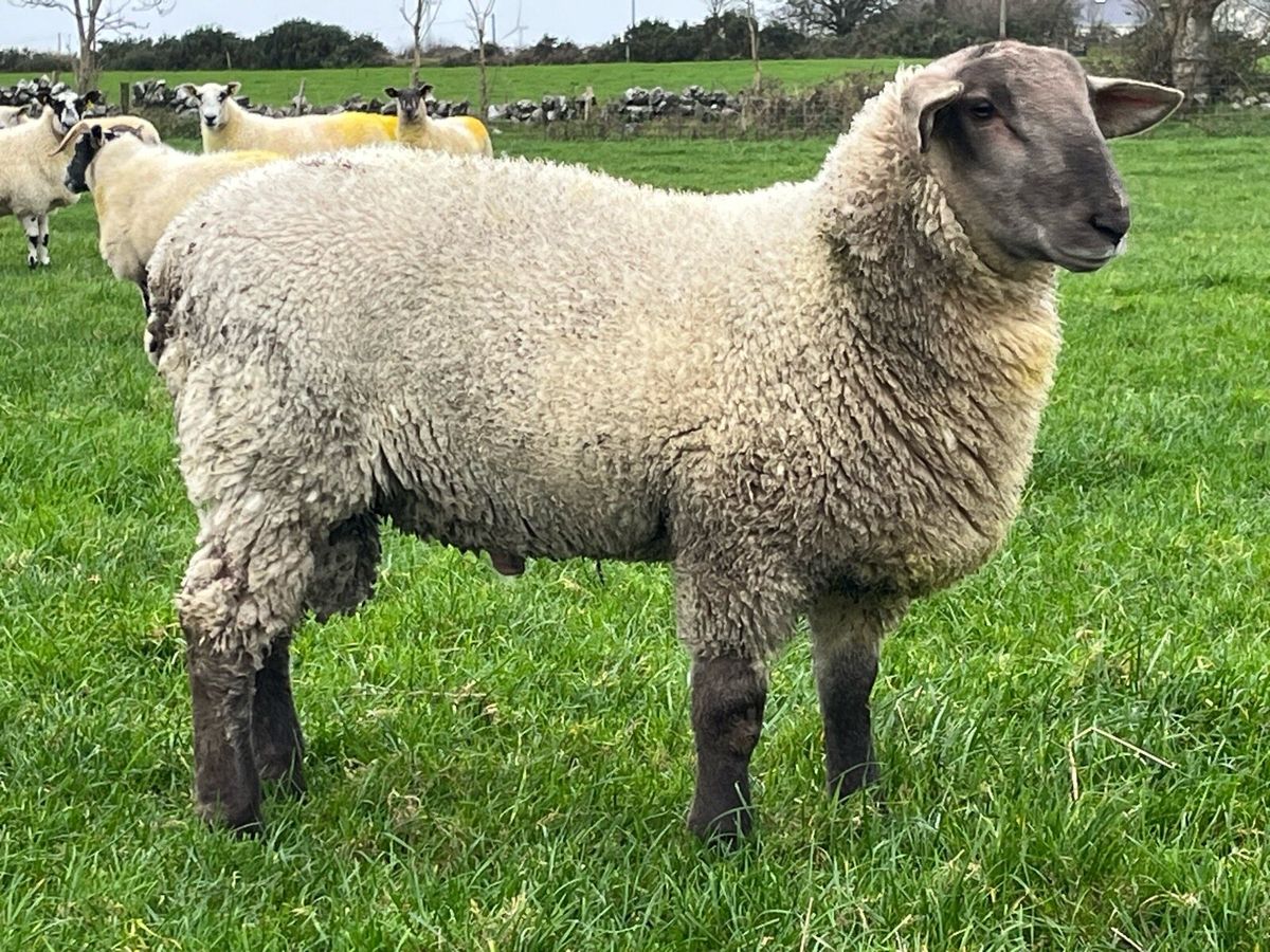 Sufftex Ram lamb for sale in Co. Mayo for €250 on DoneDeal