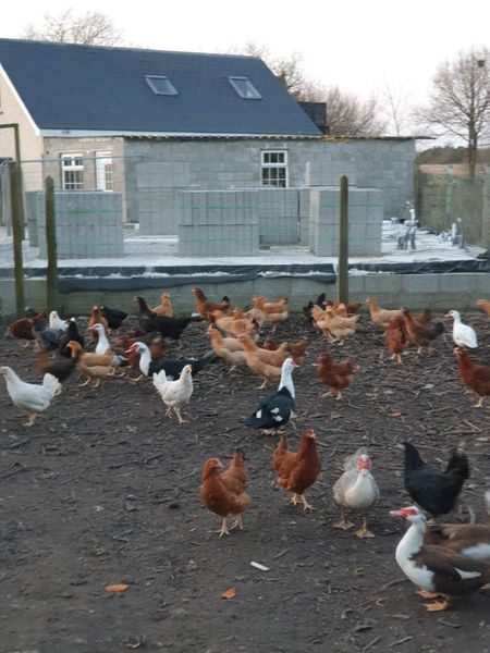 AVAILABLE TODAY Hens/pullets/Pigeons/fertile eggs