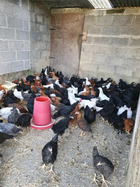 Poultry, hens/pullets, fertile eggs