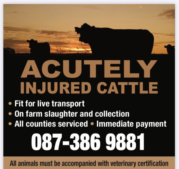 'WANTED' ACUTELY INJURED CATTLE