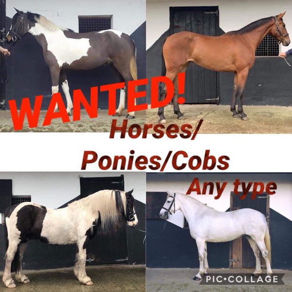 Equine Ads Wanted in Ireland DoneDeal