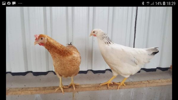 Poultry for sale