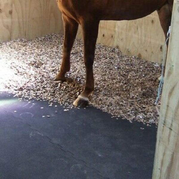 Horse matting online gym