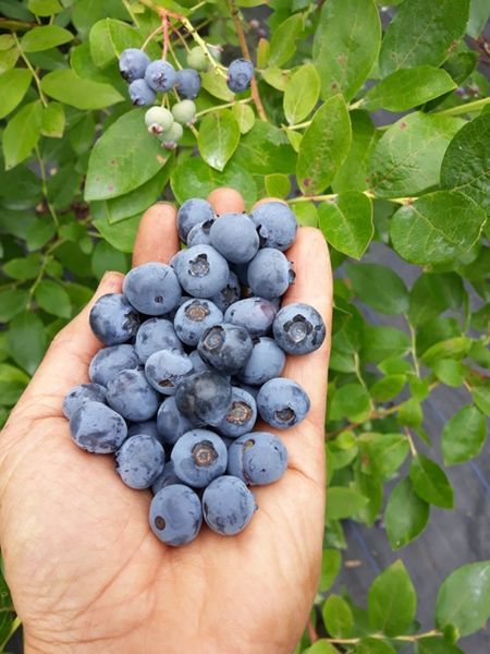Blueberry, Honeyberry and Aronia plants