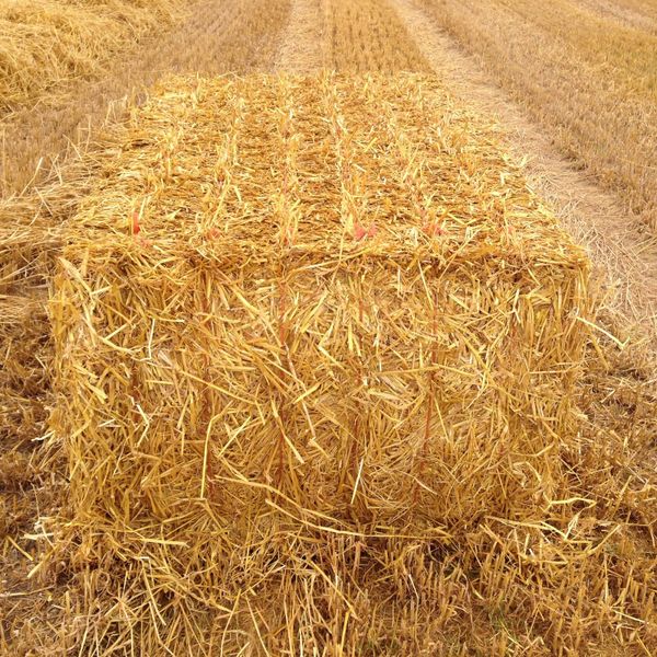 Premium STRAW for sale in Co. Kildare for €15 on DoneDeal