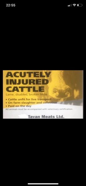 ACUTELY INJURED/CASUALTY CATTLE
