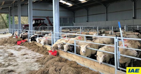 IAE Sheep Feed Barriers
