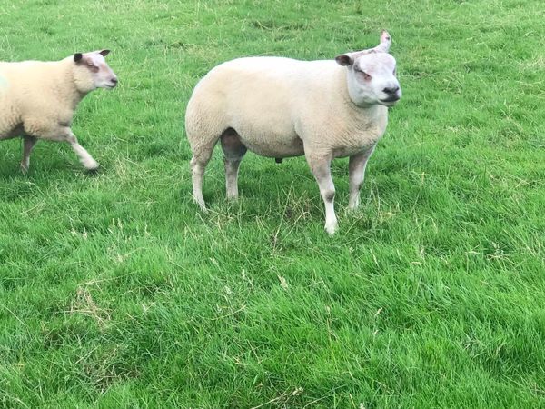 Land wanted for sheep grazing