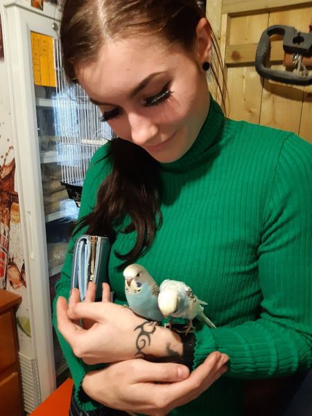 Budgies ,cockatails ,conures hand reared , for sale in Co. Dublin for €