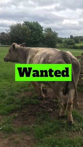 Wanted all culls bulls and lame cattle Connaught
