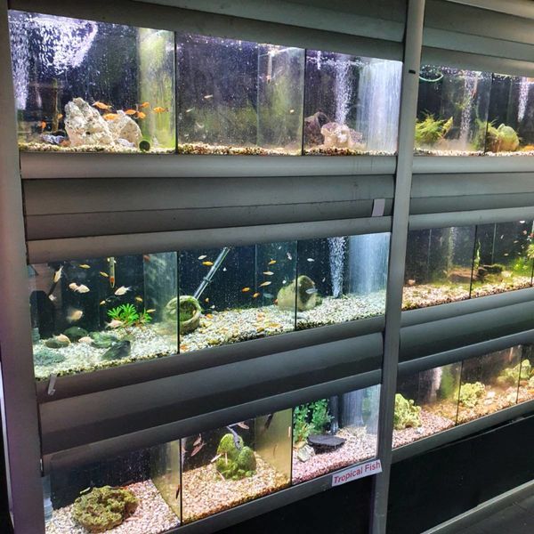 Retail pet shop aquariums x4 bays
