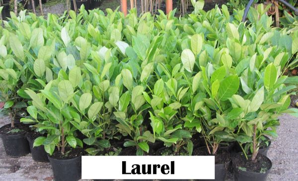 Potted Griselina, Laurel & Privet Hedging Plants