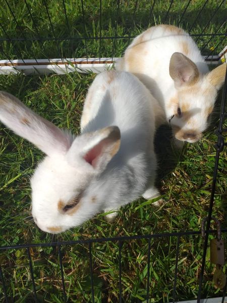 Two month female rabbit and guinee for sale