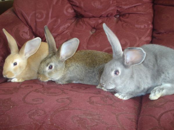 Beautiful baby rabbits
