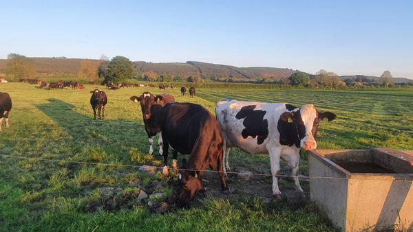 Dairy Farm Worker required