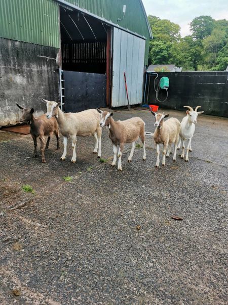 Goats forsale