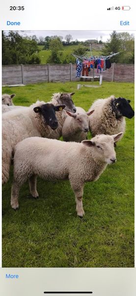 Ewes & Lambs - CLEARANCE SALE