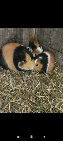 Selection of Guinea pigs