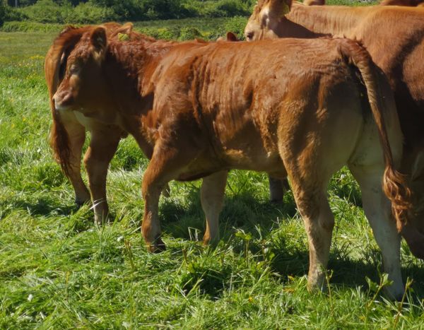 Limousin heifers