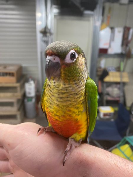 Hand reared baby conure parrots