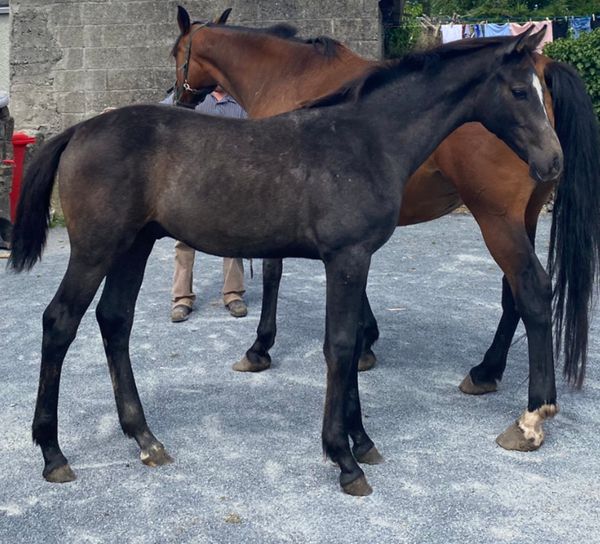 Horses Ads For Sale in Ireland DoneDeal