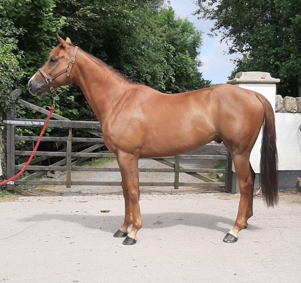 thoroughbred 77 Horses Ads For Sale in Ireland DoneDeal