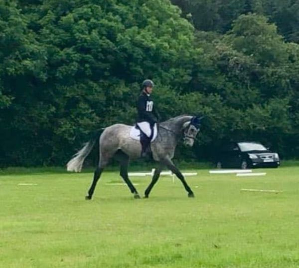 Equine Ads For Sale in Ireland DoneDeal