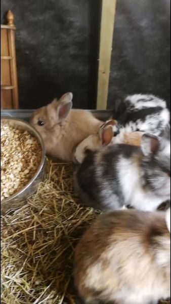 rabbits | 436 All Sections Ads For Sale in Ireland | DoneDeal