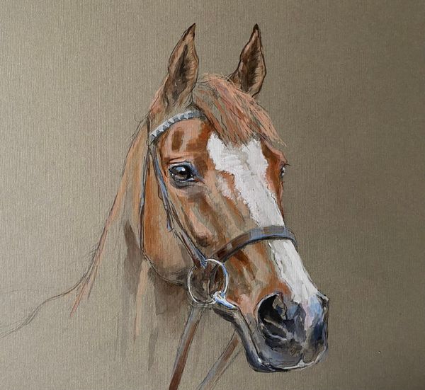 Equine Ads For Sale in Ireland DoneDeal