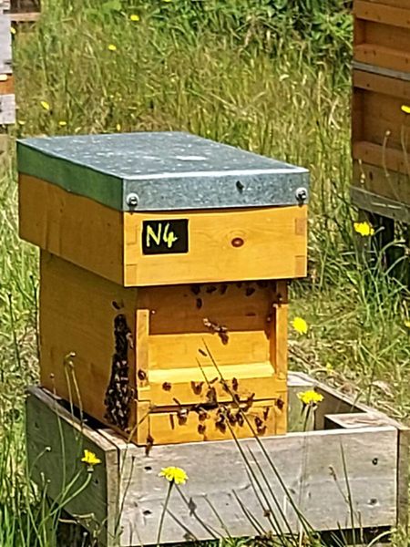 Nuc Of Bees For Sale In Kerry For 150 On DoneDeal