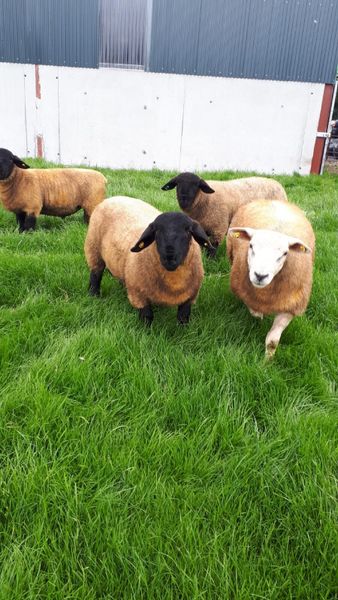 Suffolk & Texel Ram lambs