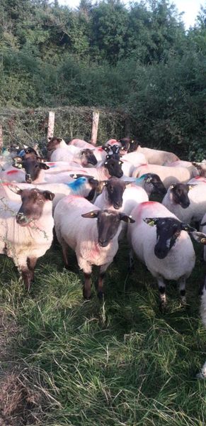 Ewe hoggets for sale in roscommon area