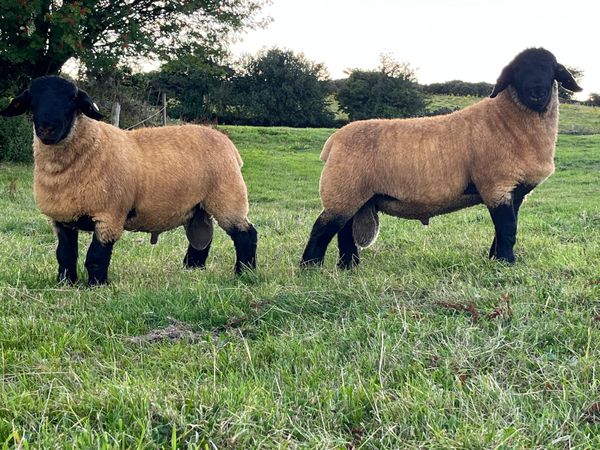 Purebred Suffolk Ram Lambs for Sale
