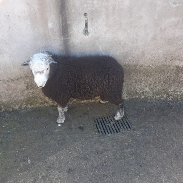 Herdwick Ram lamb