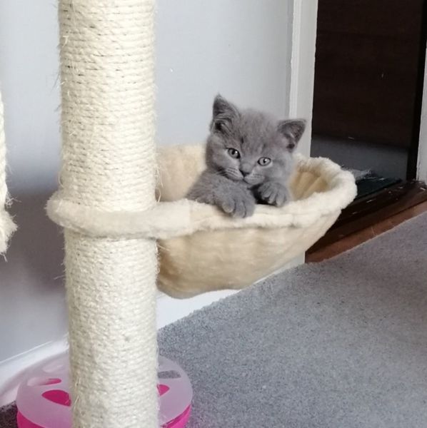 Cats Ads For Sale in Ireland DoneDeal