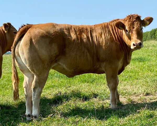Milbrook pedigree Limousin heifer