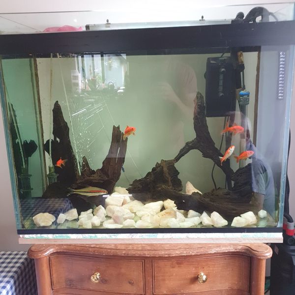 Fish, tank and cabinet gold fish