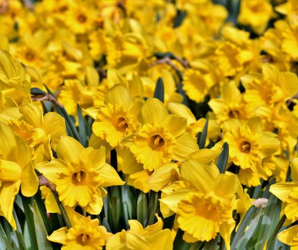 25Kg DAFFODIL MIX | NATIONWIDE DELIVERY