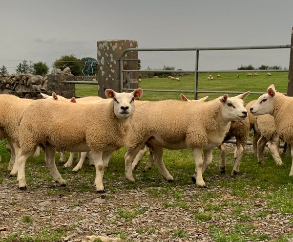 Pedigree Texel Ewe Lambs