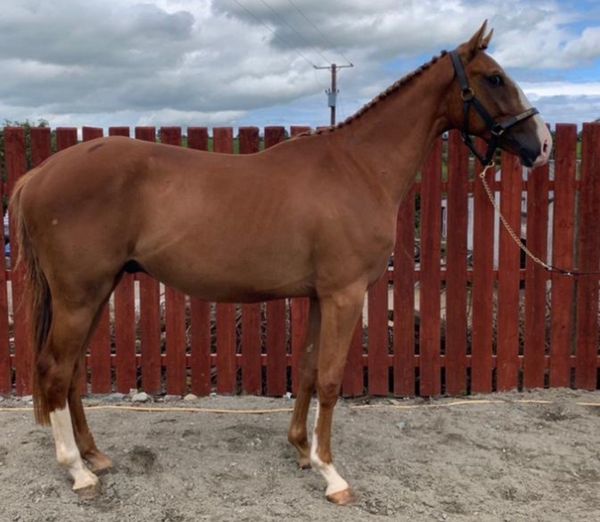 17hh horse for sale in Down for £8,000 on DoneDeal