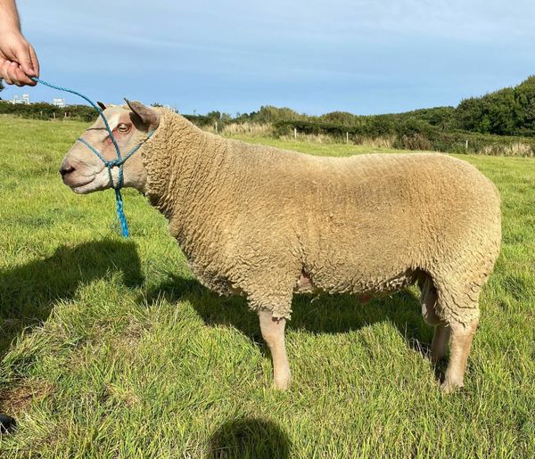 Charollais Pedigree Registered Hogget Ram for sale in Wexford for €800