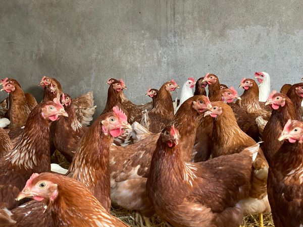 Point of lay Hybrid pullets.
