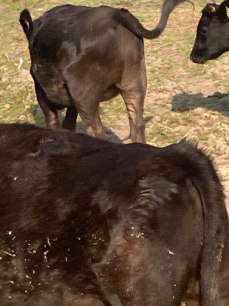 Dexter cows , heifers, bulls and bullocks