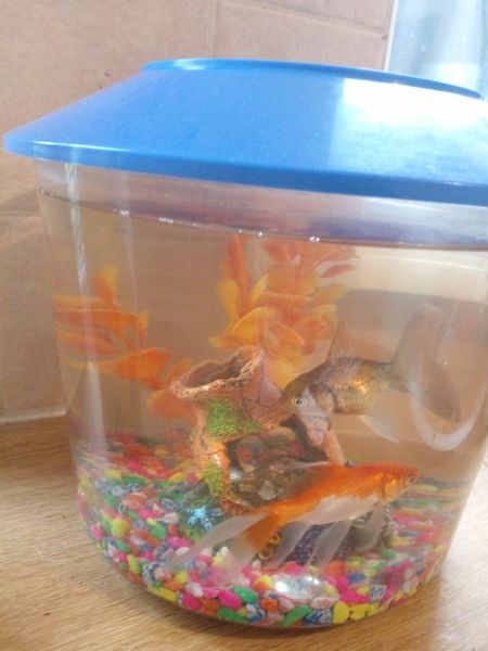 Fish Bowl Accessories 2fish For Sale In Longford For 20 On DoneDeal