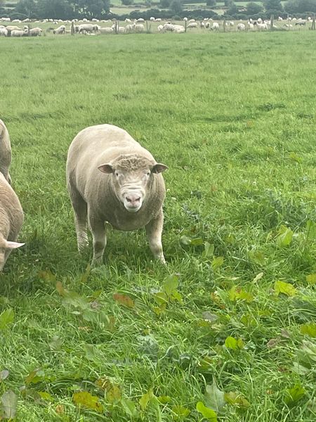 Dorset Rams and  Lambs